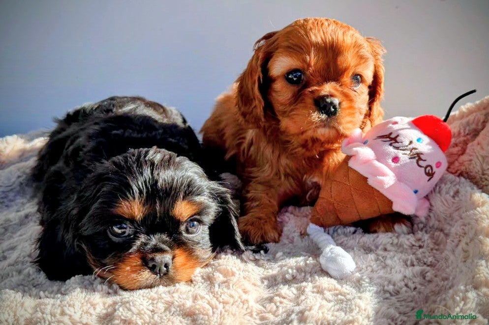 Cavalier King Charles Spaniel perros Cachorro Cavalier negro fuego y ruby  - Anuncio 2