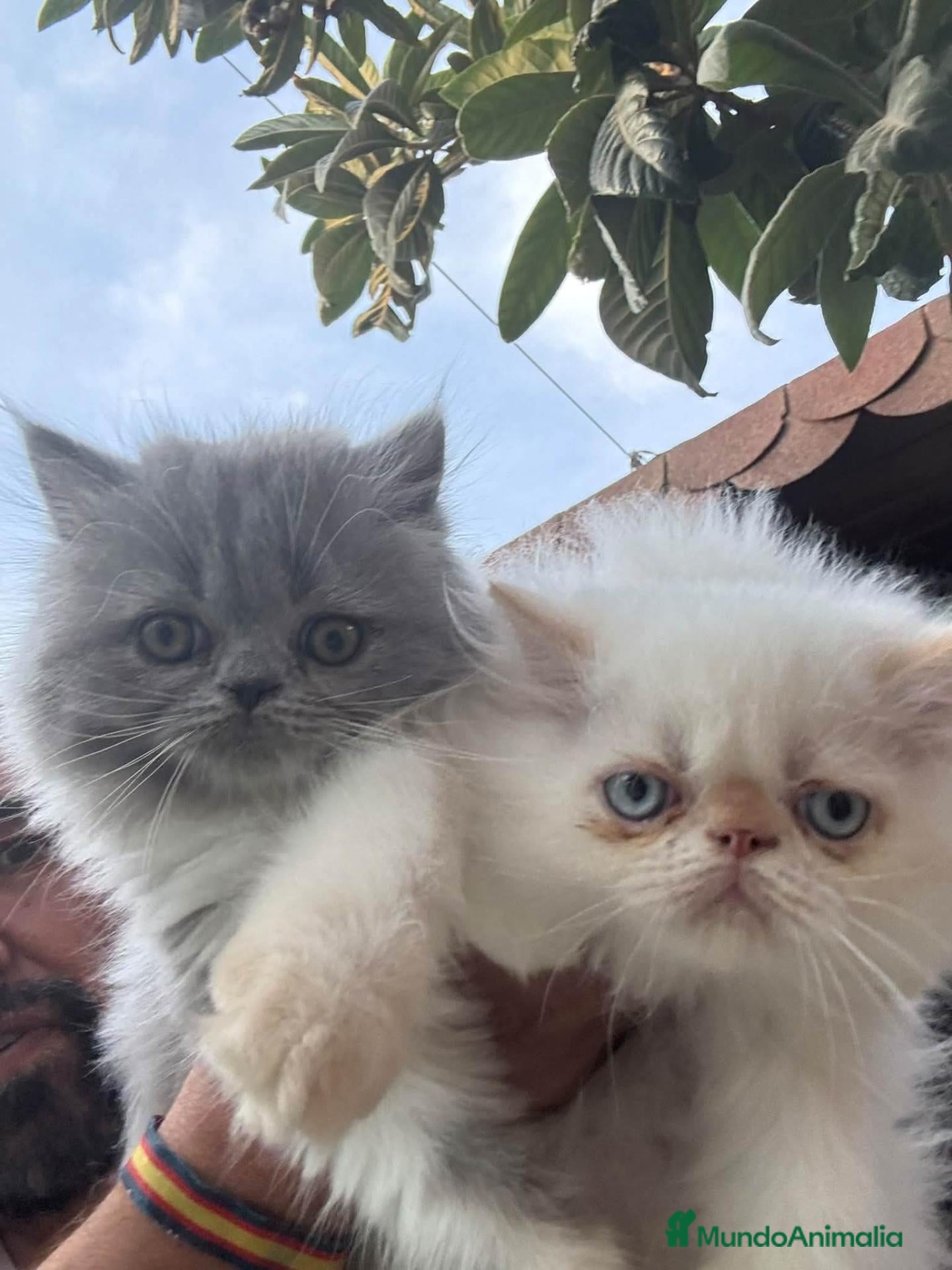 Persa gatos en venta: Persa - Anuncio 4