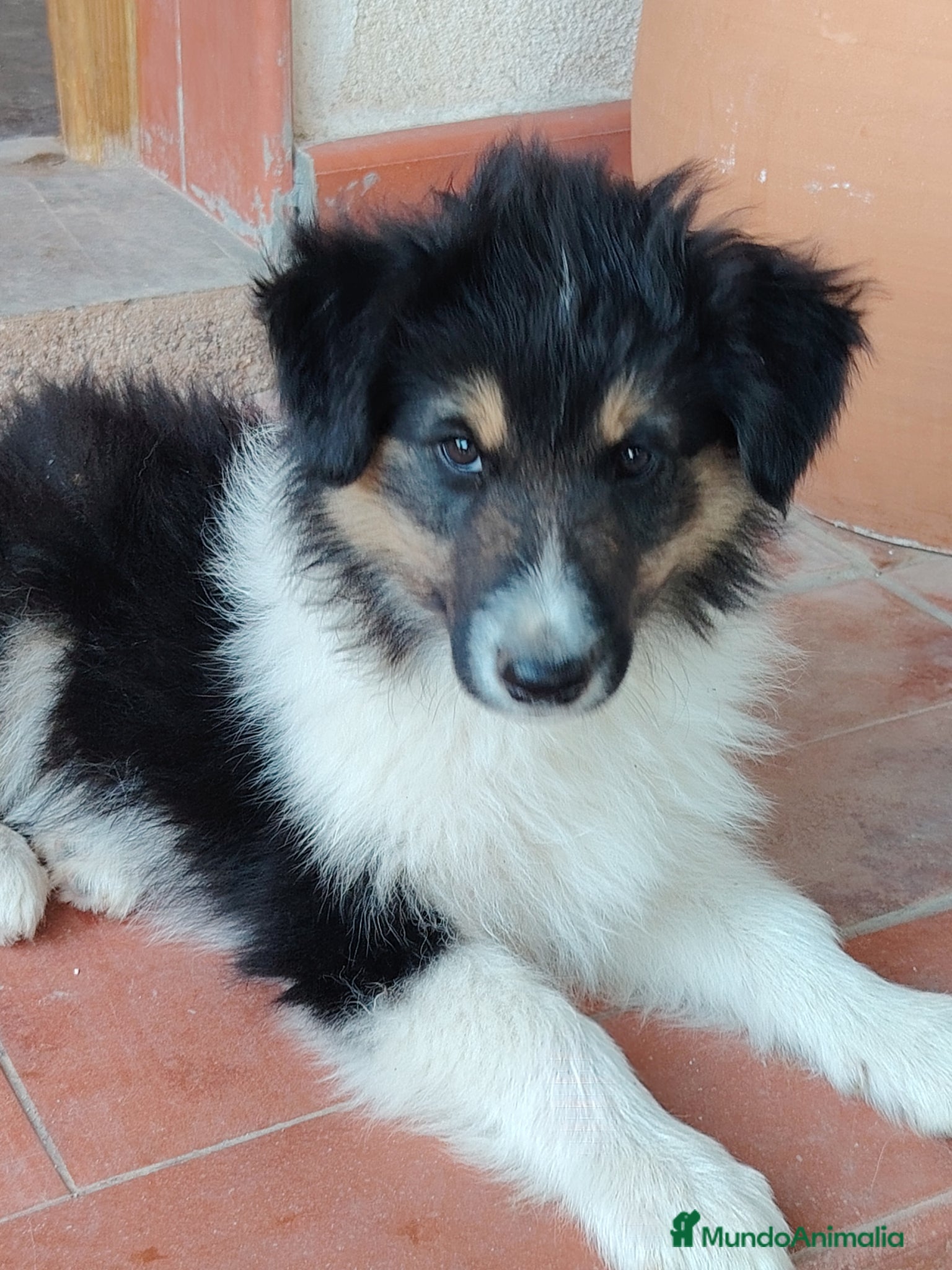 Collie de Pelo Largo perros Rough collie  - Anuncio 1