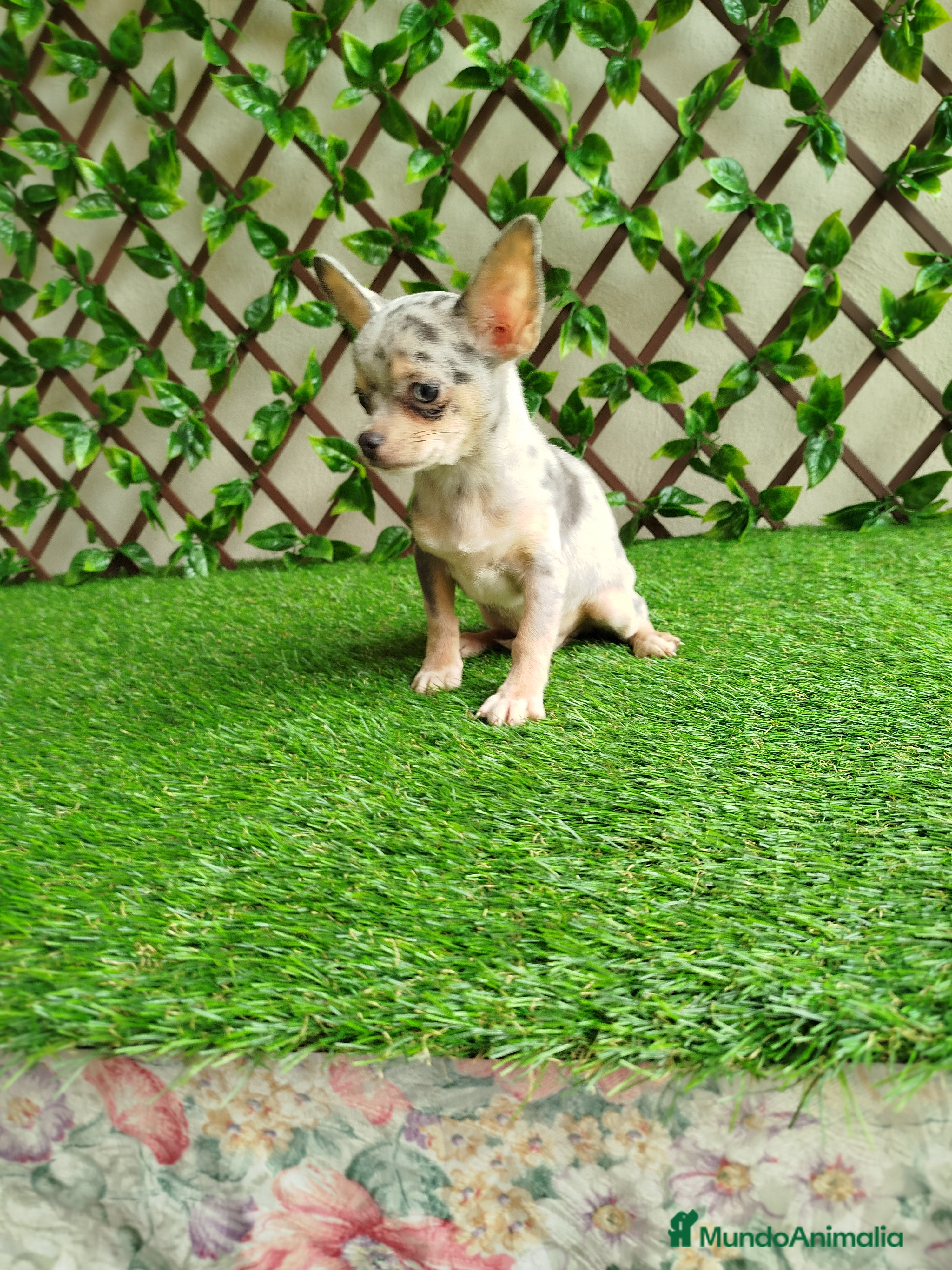 Chihuahua perros Chihuahua Toy  - Anuncio 2