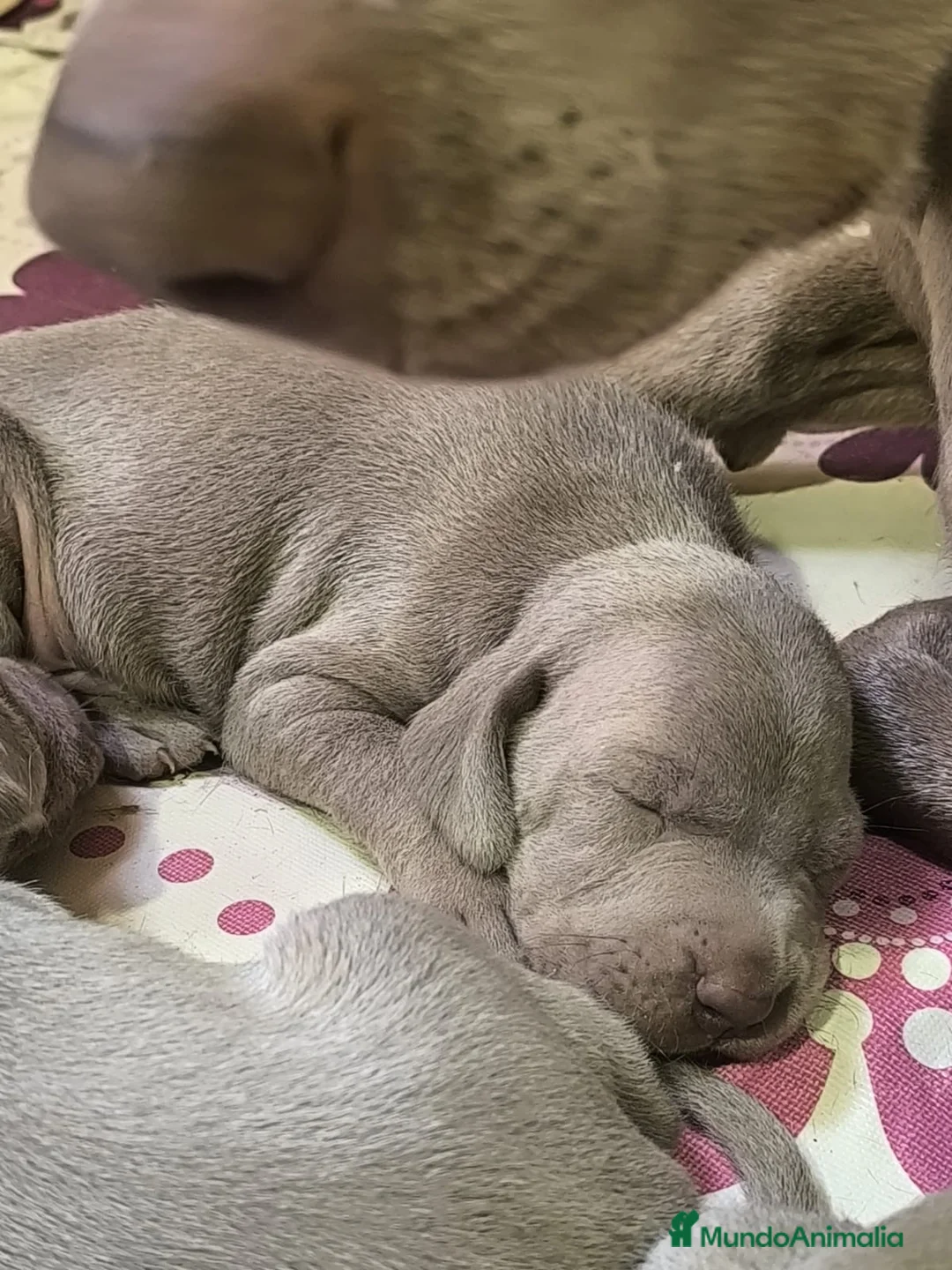 Weimaraner perros en venta: Braco de Weimar hembra - Anuncio 1
