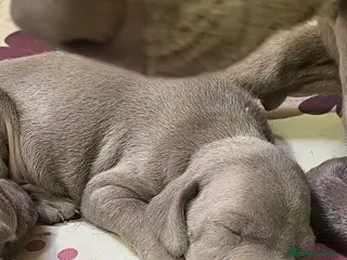 Weimaraner perros Braco de Weimar hembra - Anuncio 2