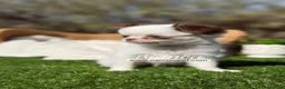 Chihuahua perros en venta: CHIHUAHUA PELO LARGO HEMBRA - Anuncio 5