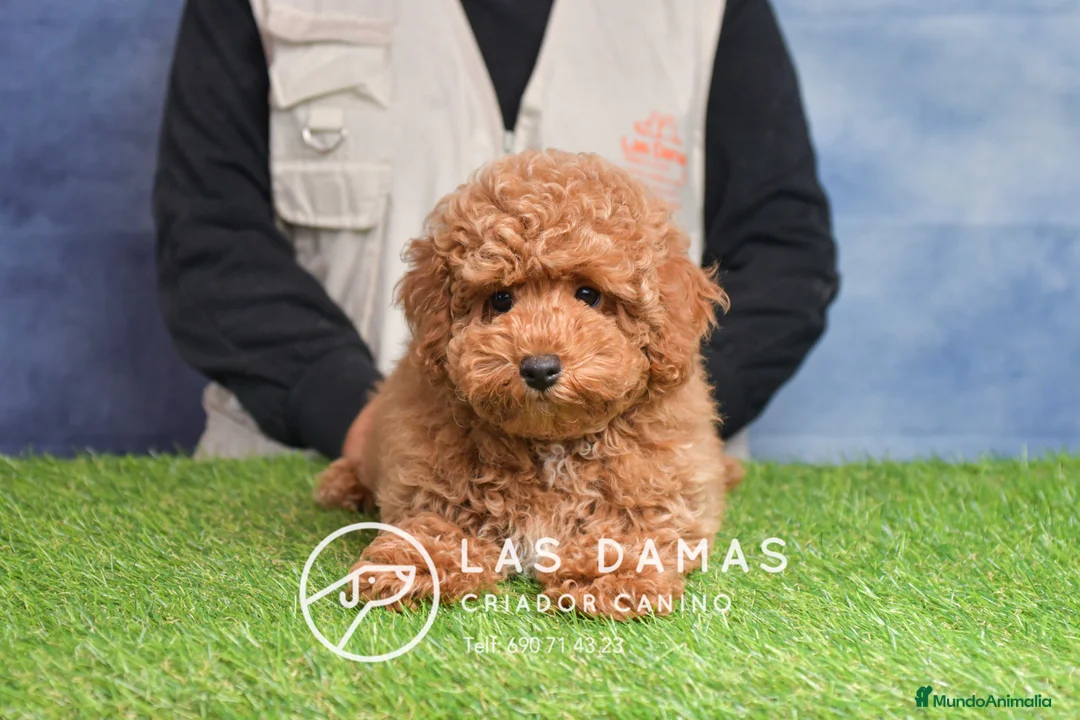 Caniche Toy perros en venta: Cachorros de Caniche. Cría ética, calidad garantía en Burgos - Anuncio 3