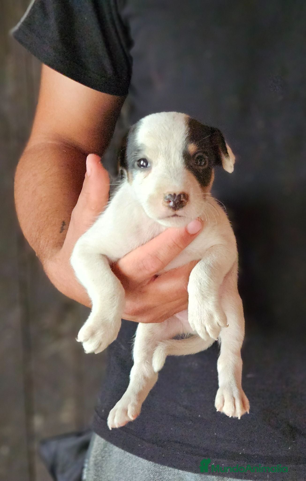 Ratonero Bodeguero Andaluz perros Cachorros bodeguero - Anuncio 14