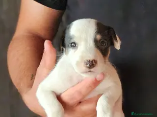 Ratonero Bodeguero Andaluz perros Cachorros bodeguero - Anuncio 6