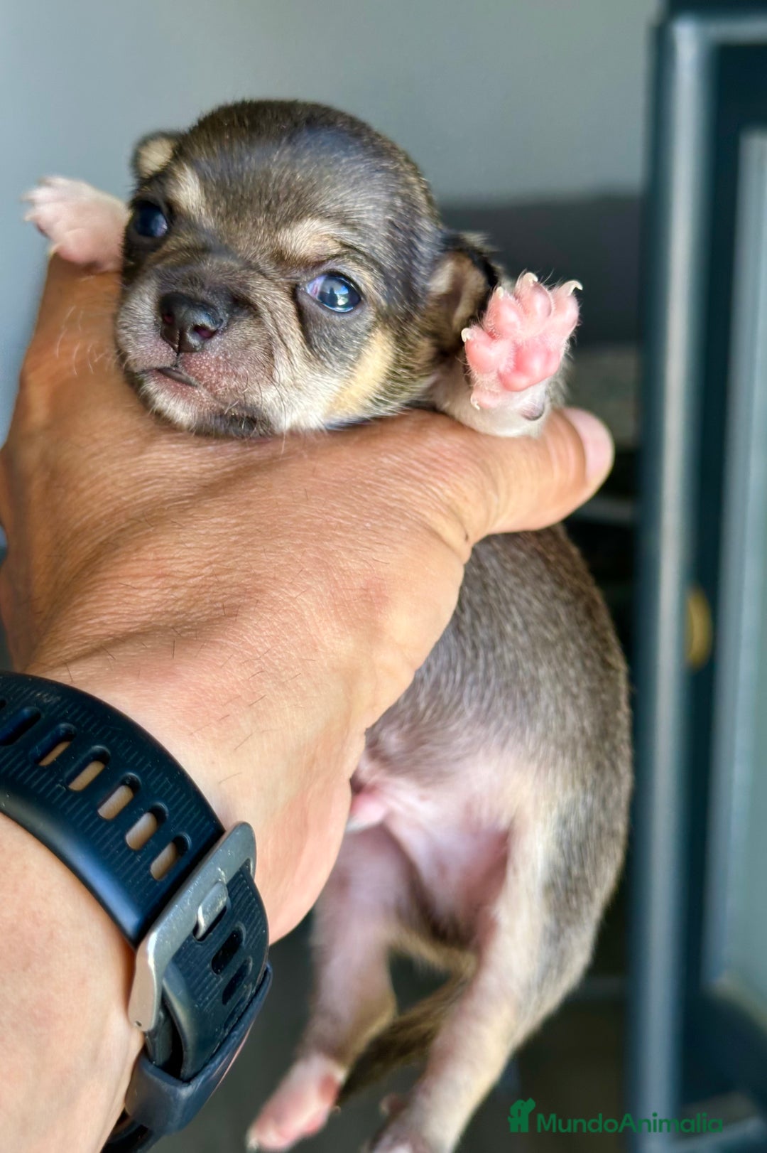 Chihuahua perros en venta: Chihuahuas mis nuevos pequeños - Imagen 13