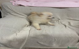 Pomerania perros en venta: Pomeranias machos 6 meses - Anuncio 7