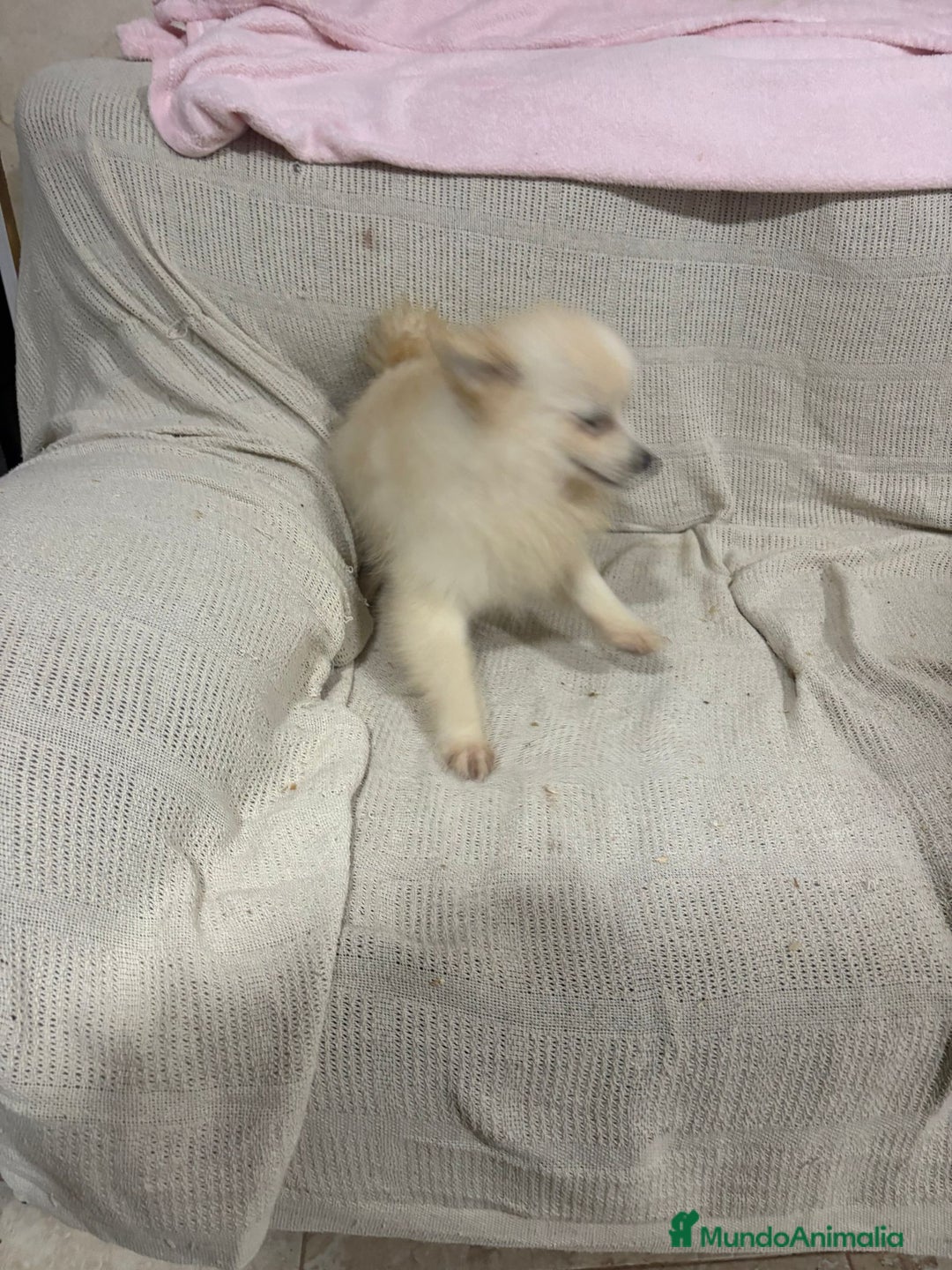 Pomerania perros en venta: Pomeranias machos 6 meses - Anuncio 7