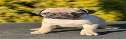 Carlino - Pug perros en venta: ULTIMAS CARLINO ARENA DISPONIBLES! en Barcelona - Anuncio 2