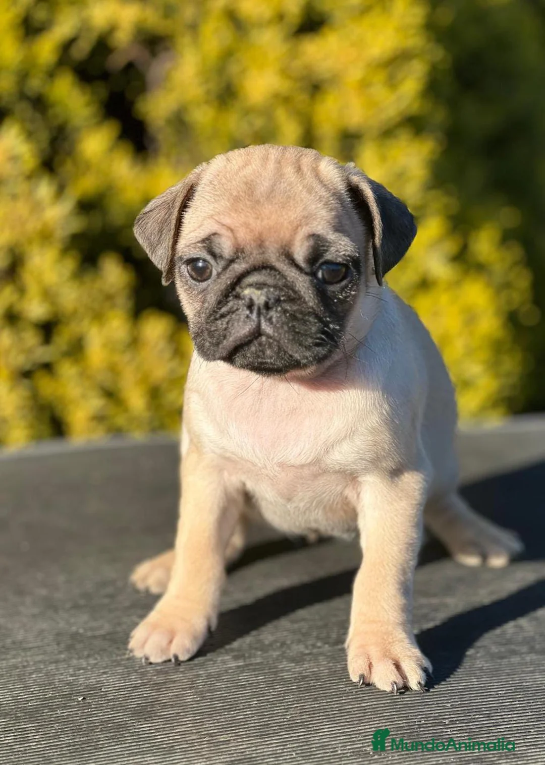 Carlino - Pug perros en venta: ULTIMAS CARLINO ARENA DISPONIBLES! en Barcelona - Anuncio 2