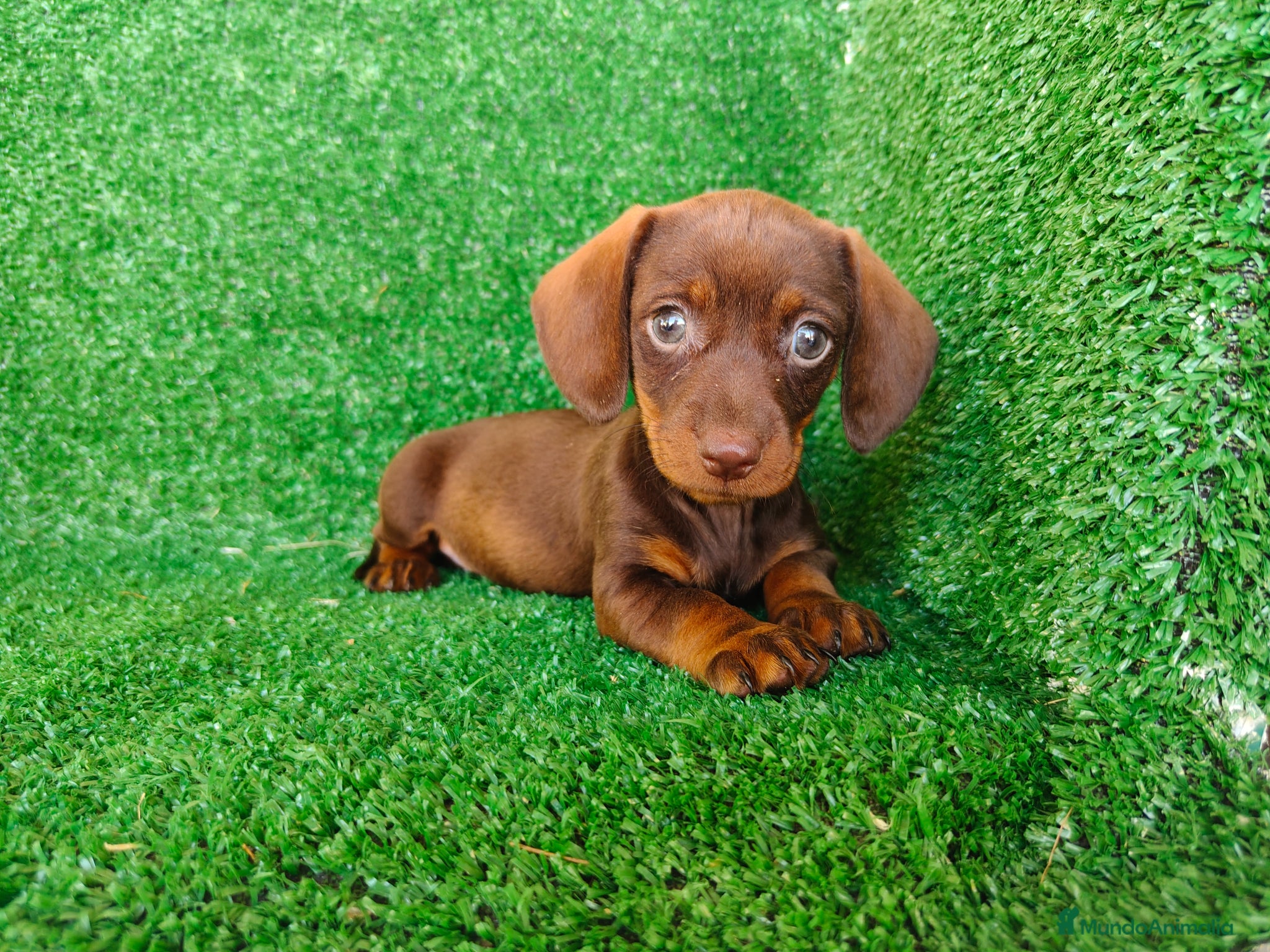 Teckel Miniatura perros en venta: Teckel miniatura  - Anuncio 5