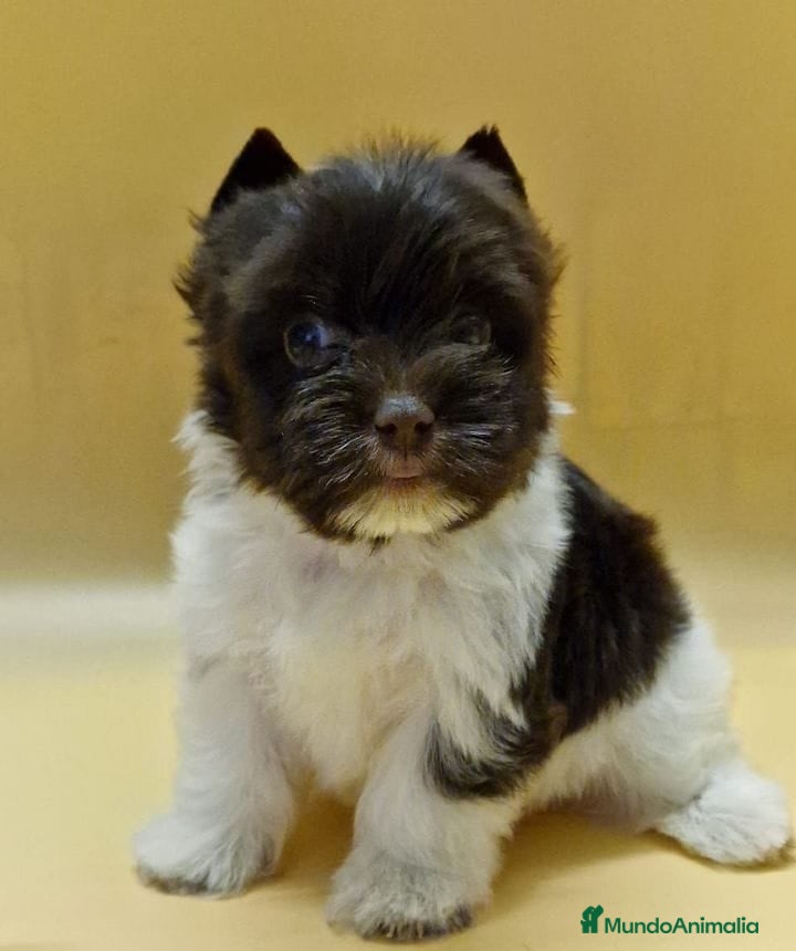 Yorkshire Terrier perros Exclusivos Yorkshire Exóticos - Anuncio 1