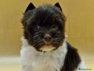 Yorkshire Terrier perros Exclusivos Yorkshire Exóticos - Anuncio 11