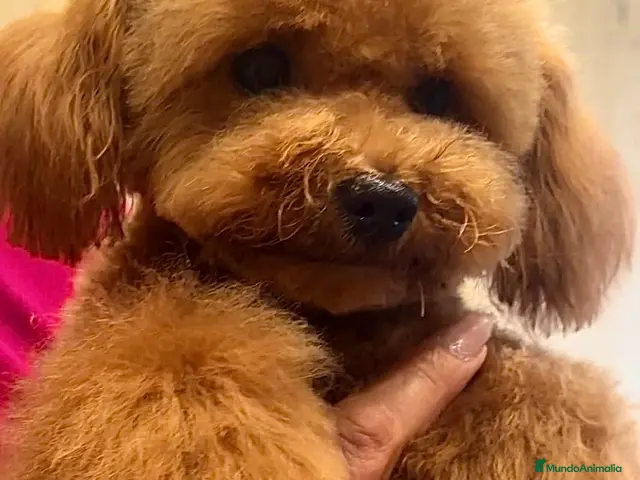 Caniche Toy perros 2 Caniche toy y enano para montas súper rojos - Anuncio 1