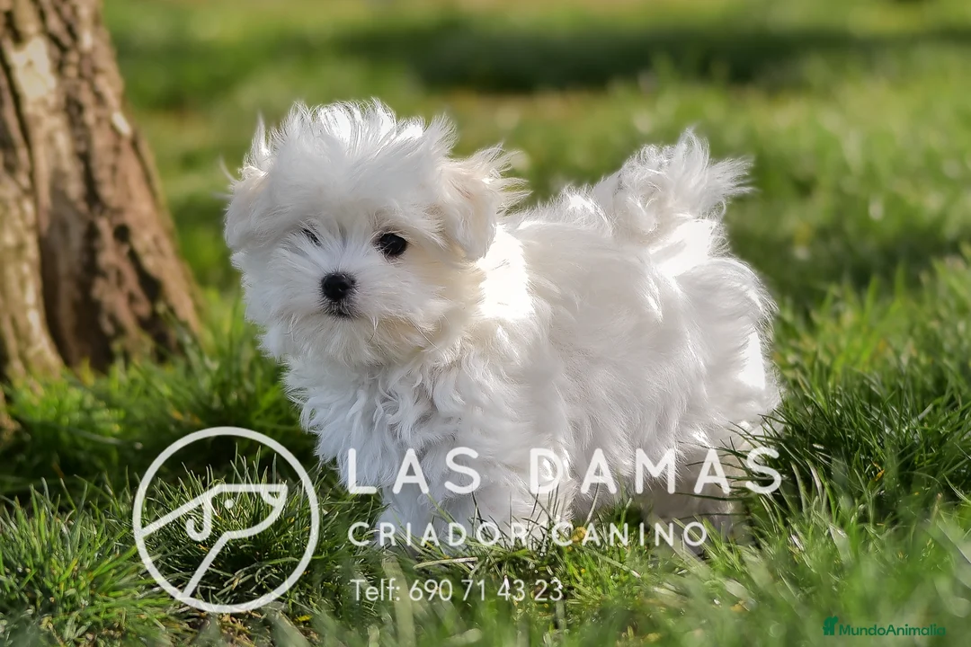Bichón Maltés perros en venta: BICHÓN MALTÉS DISPONIBLES - Anuncio 1