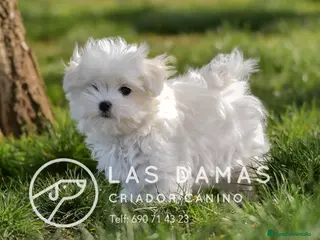 Bichón Maltés perros BICHÓN MALTÉS DISPONIBLES - Anuncio 24