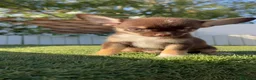 Chihuahua perros en venta: CHIHUAHUA CHOCOLATE - Anuncio 5