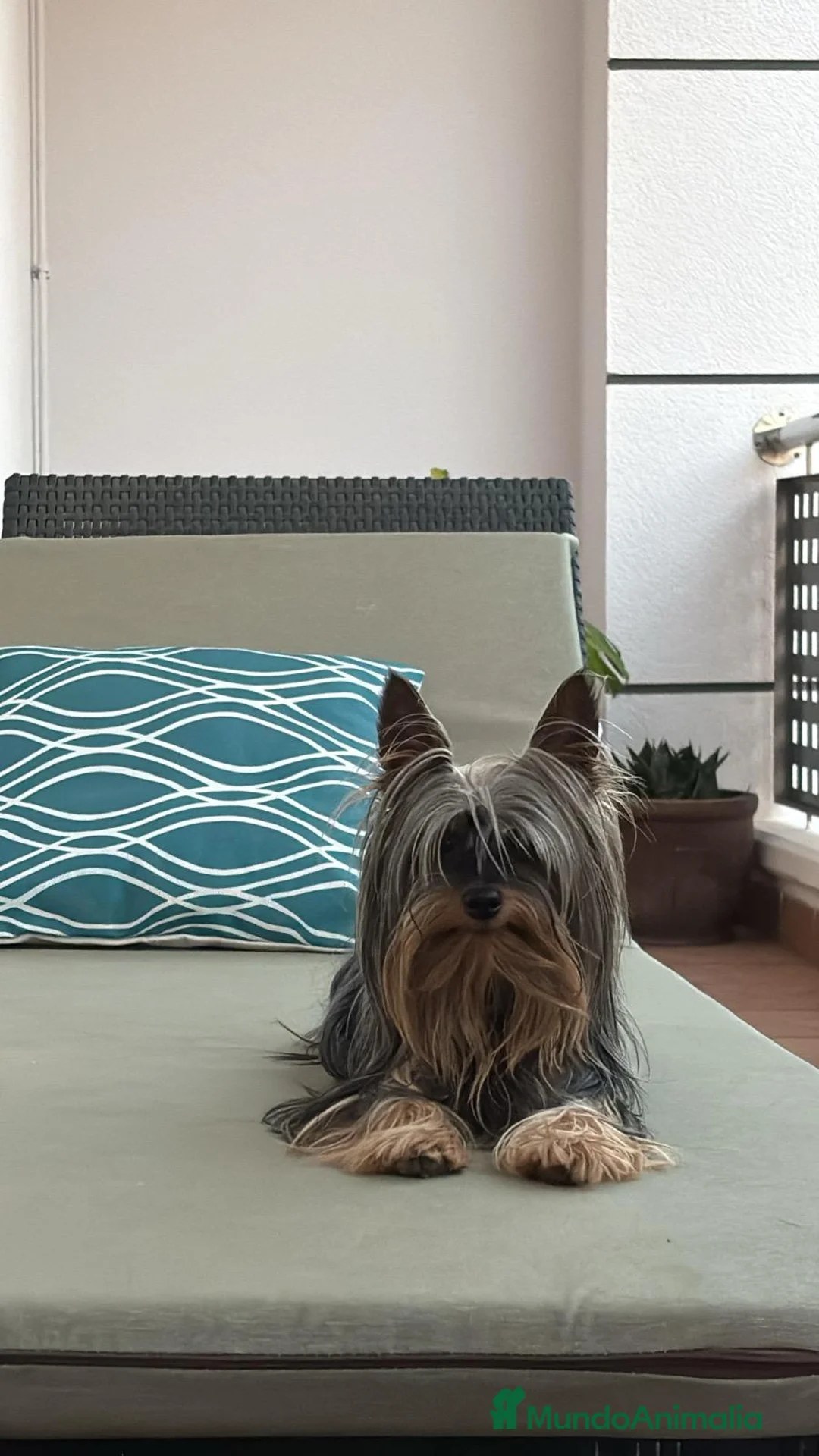 Yorkshire Terrier perros en venta: Yorkshire Toy - Anuncio 8