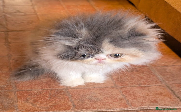 Persa gatos - Anuncio 1