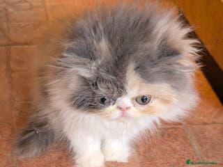 Persa gatos Persa Arlequín Hembra - Anuncio 4