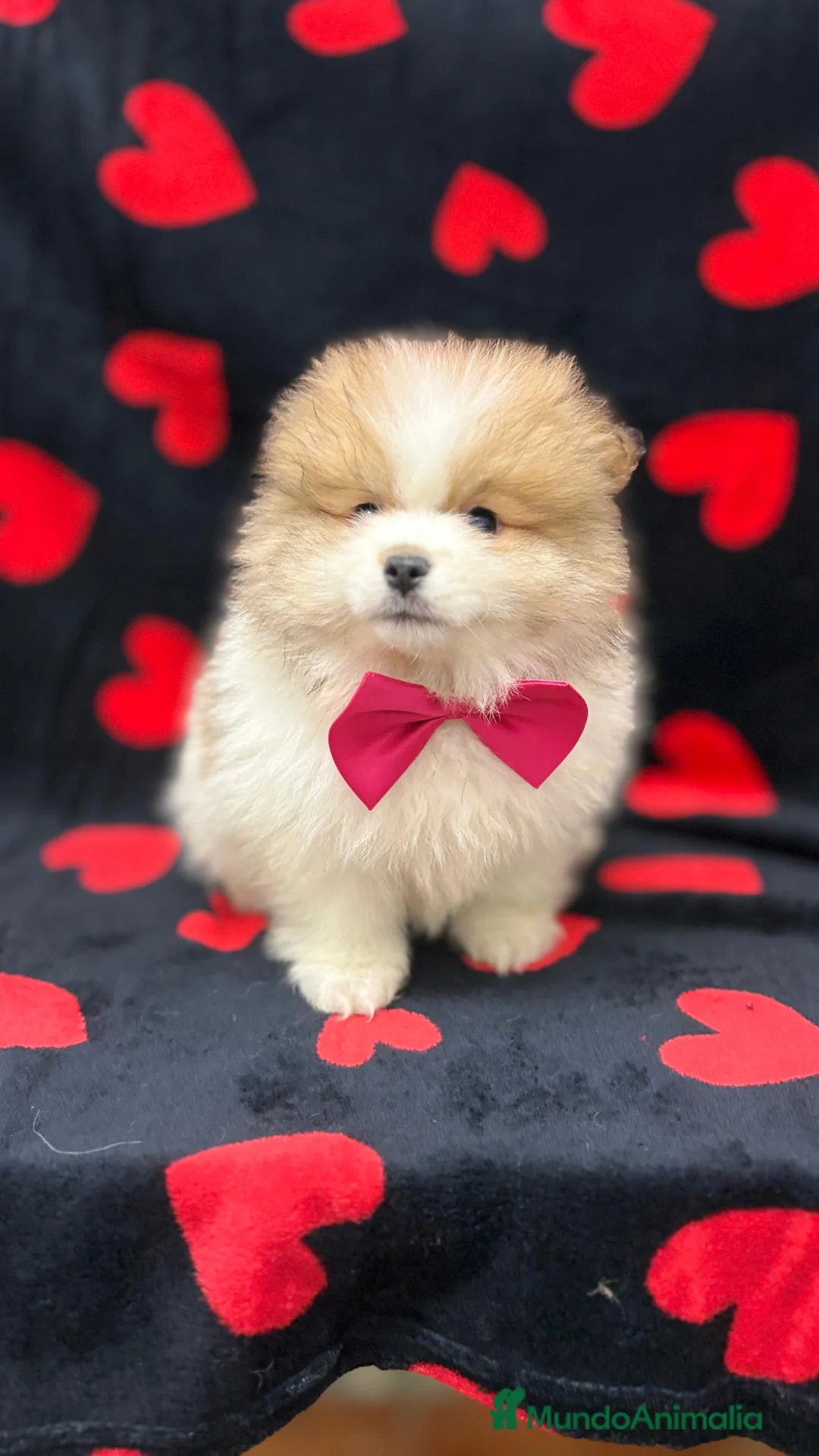 Pomerania perros en venta: Pomerania  - Anuncio 5