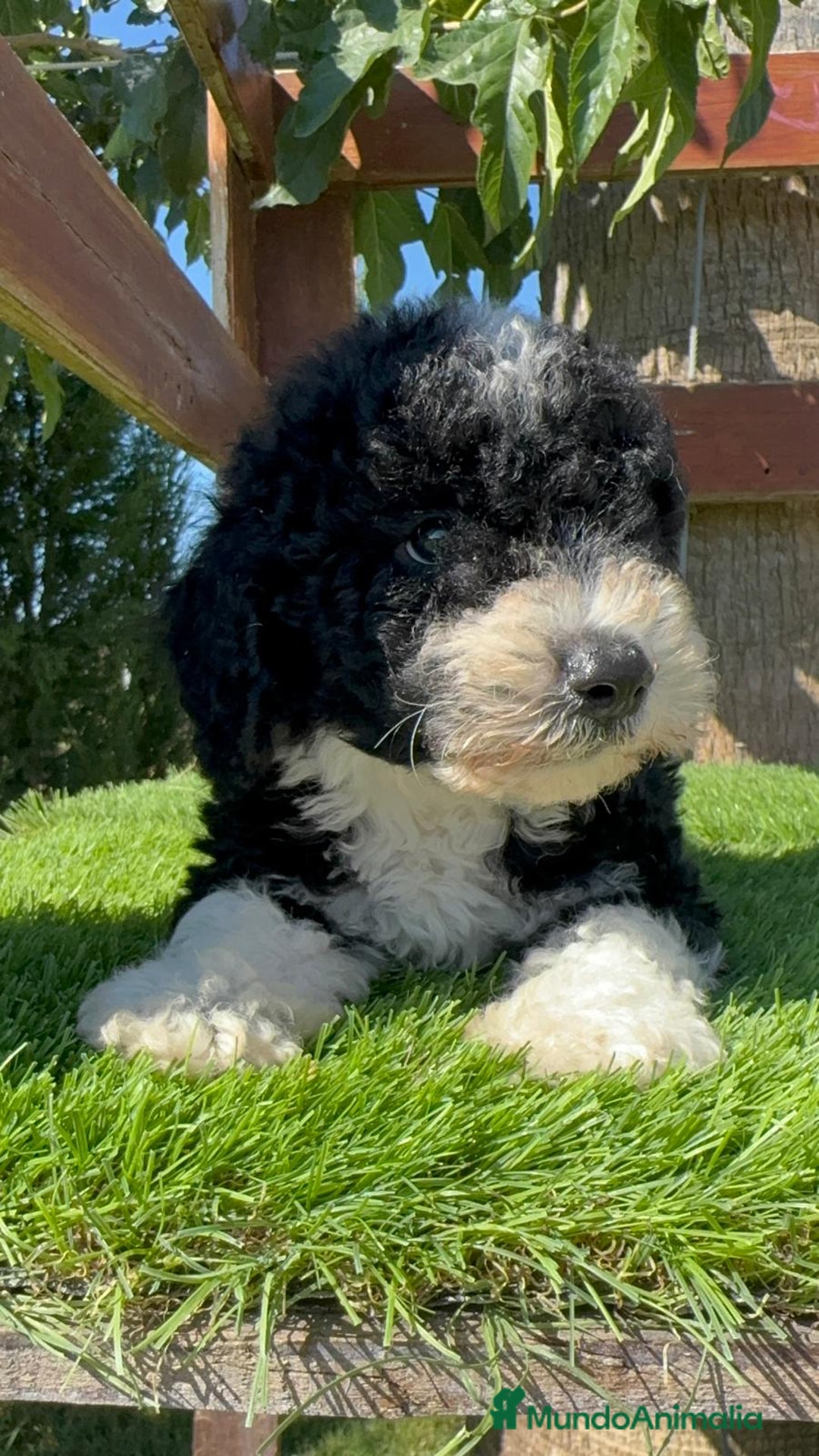Perro de Agua Español perros en venta: PERRO DE AGUA MACHO - Imagen 17