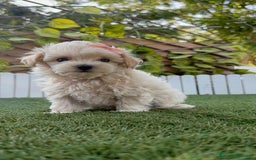 Maltipoo perros en venta: MALTIPOO MACHO - Imagen 12