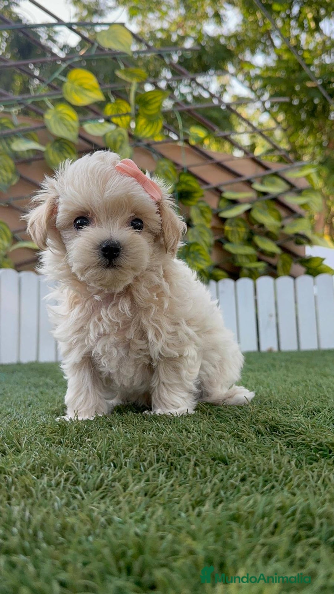 Maltipoo perros en venta: MALTIPOO MACHO - Imagen 12