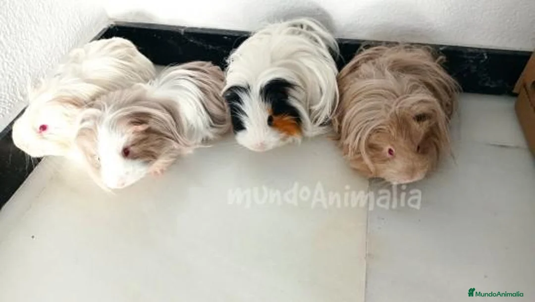 Imagen de galería {{count}}