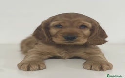 Cocker Spaniel Inglés perros en venta: COCKER - Imagen 1