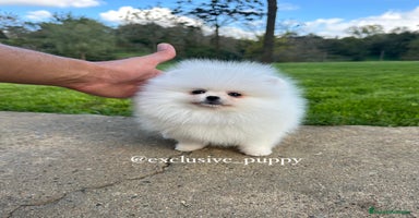 Pomerania perros - Anuncio 4