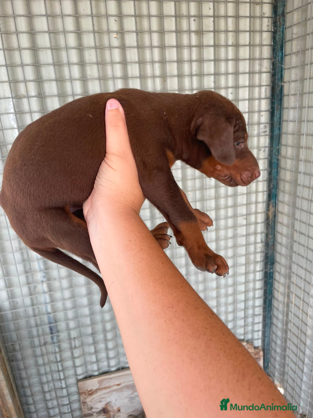 Dobermann perros Dobermann chocolates y negro fuego🐶🐾 - Anuncio 3
