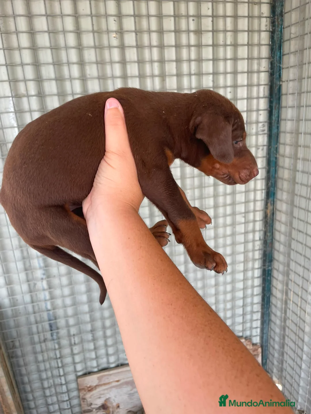 Dobermann perros en venta: Dobermann chocolates y negro fuego🐶🐾 - Anuncio 1