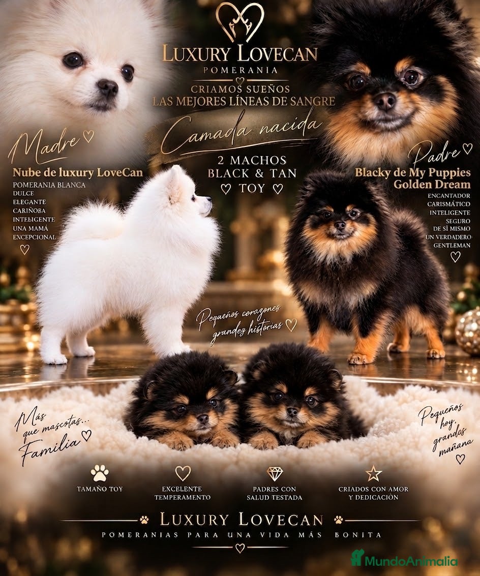 Pomerania perros Precioso macho Pomerania toy Black and Tan  - Anuncio 1