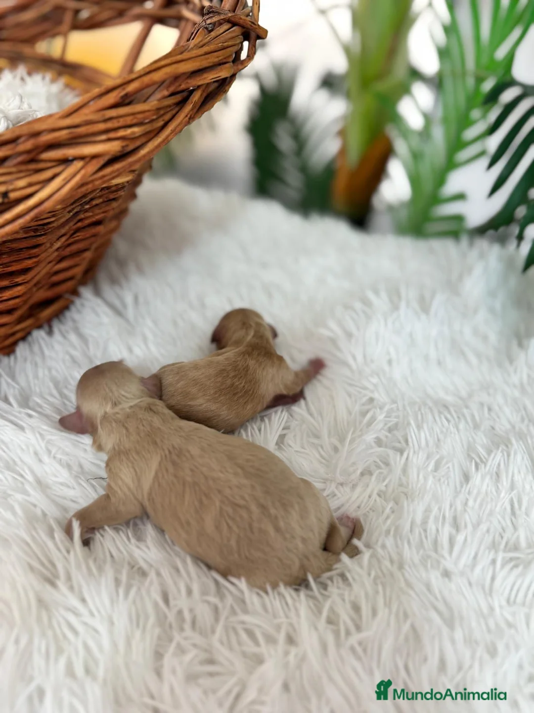 Maltipoo perros en venta: MALTIPOO HEMBRA - Anuncio 17