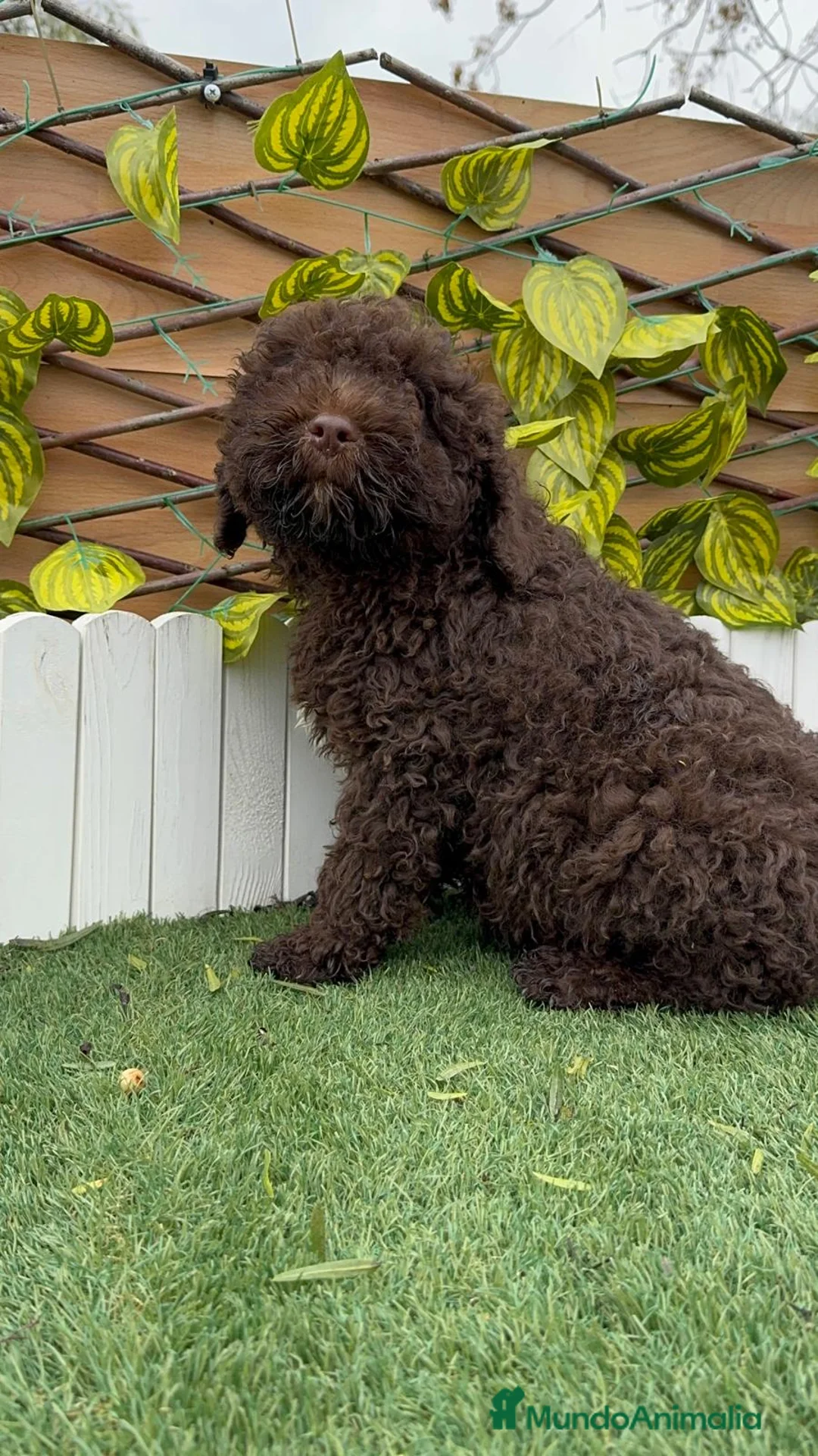 Perro de Agua Español perros en venta: PERRO DE AGUA MACHO - Anuncio 14