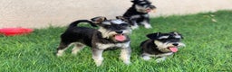 Schnauzer Miniatura perros en venta: Cachorros de Schnauzer Miniatura en Madrid - Anuncio 4