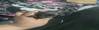 Pomchi Cachorro 1
