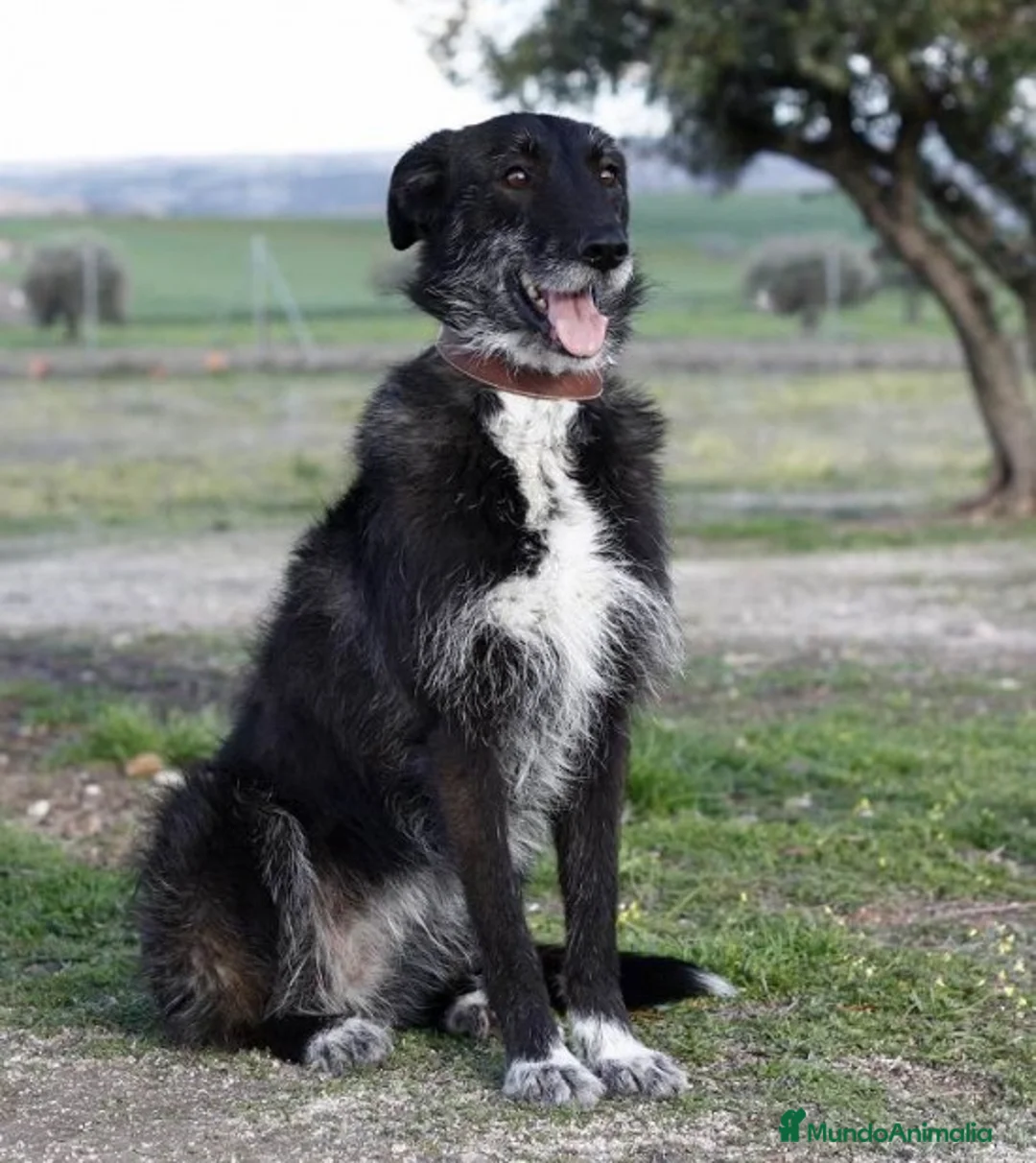 Raza Mixta perros en adopcion: YUNI, PERRITA MEDIANA, ADOPCIÓN en Madrid - Anuncio 4
