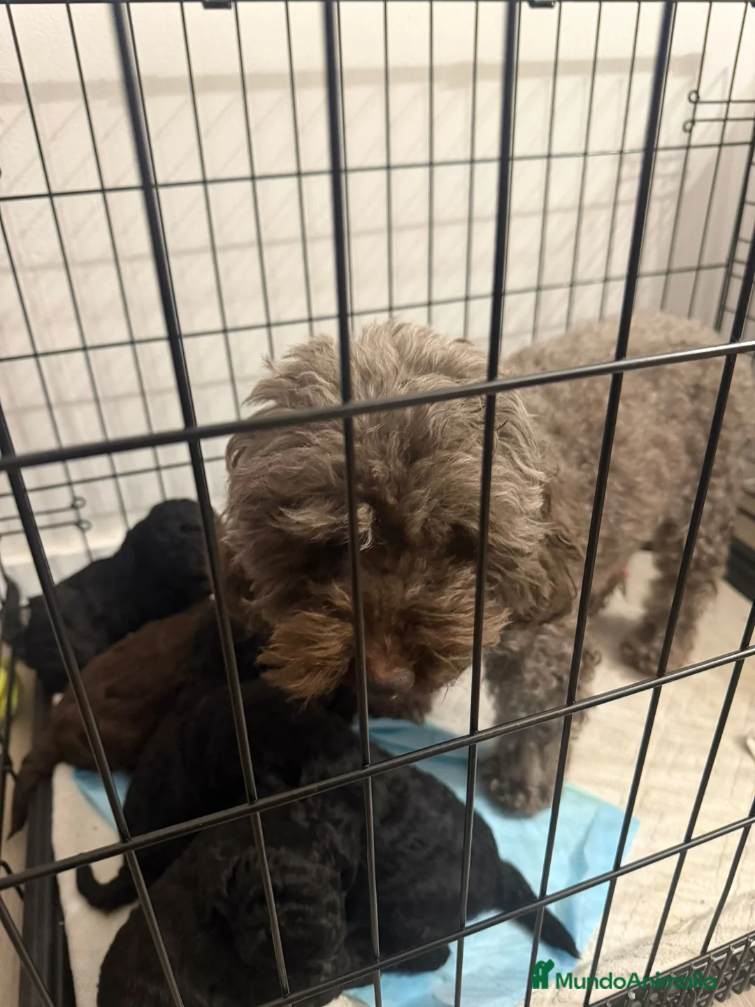 Caniche Toy perros en venta: Caniche toy  en Cádiz - Anuncio 2