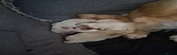 Chihuahua perros en venta: Preciosa camada de chihuahuas🐾💙💖 - Anuncio 2