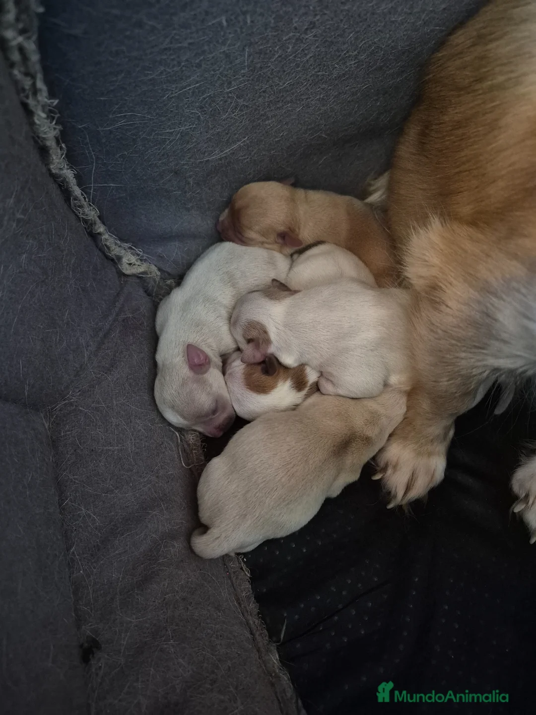 Chihuahua perros en venta: Preciosa camada de chihuahuas🐾💙💖 - Anuncio 2