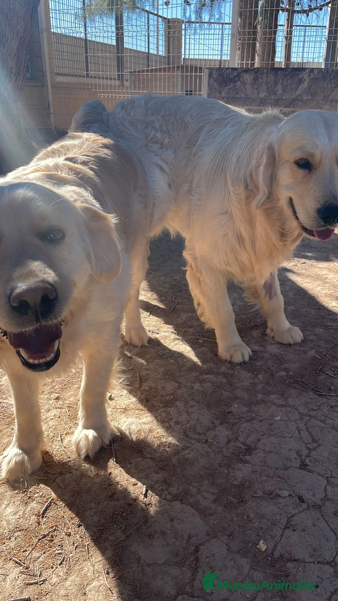 Golden Retriever perros en venta: GOLDEN RETRIEVER DE CAMPEONES - Anuncio 2