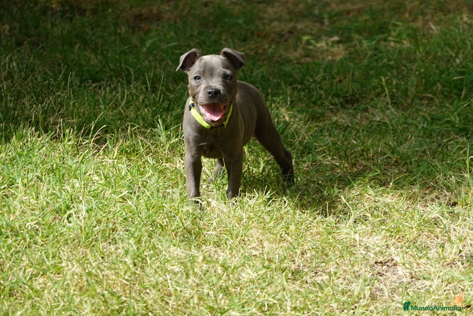 Staffordshire Bull Terrier perros Staffordshire bull terrier - Anuncio 1