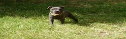Staffordshire Bull Terrier perros en venta: Staffordshire bull terrier - Anuncio 1