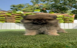 Pomerania perros en venta: POMERANIA MACHO 2 - Imagen 2