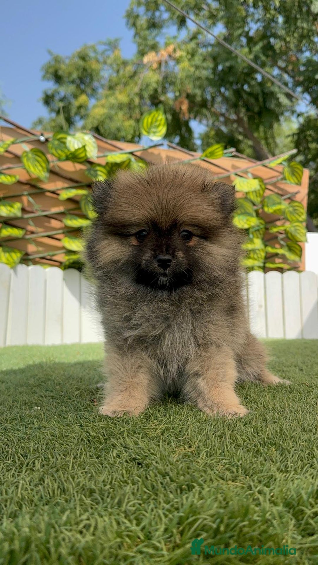 Pomerania perros en venta: POMERANIA MACHO 2 - Imagen 2
