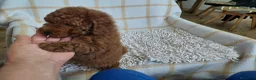 Caniche Toy perros en venta: Caniche toy  - Anuncio 3