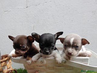 Chihuahua perros Chihuahuas espectaculares en Barcelona - Anuncio 8